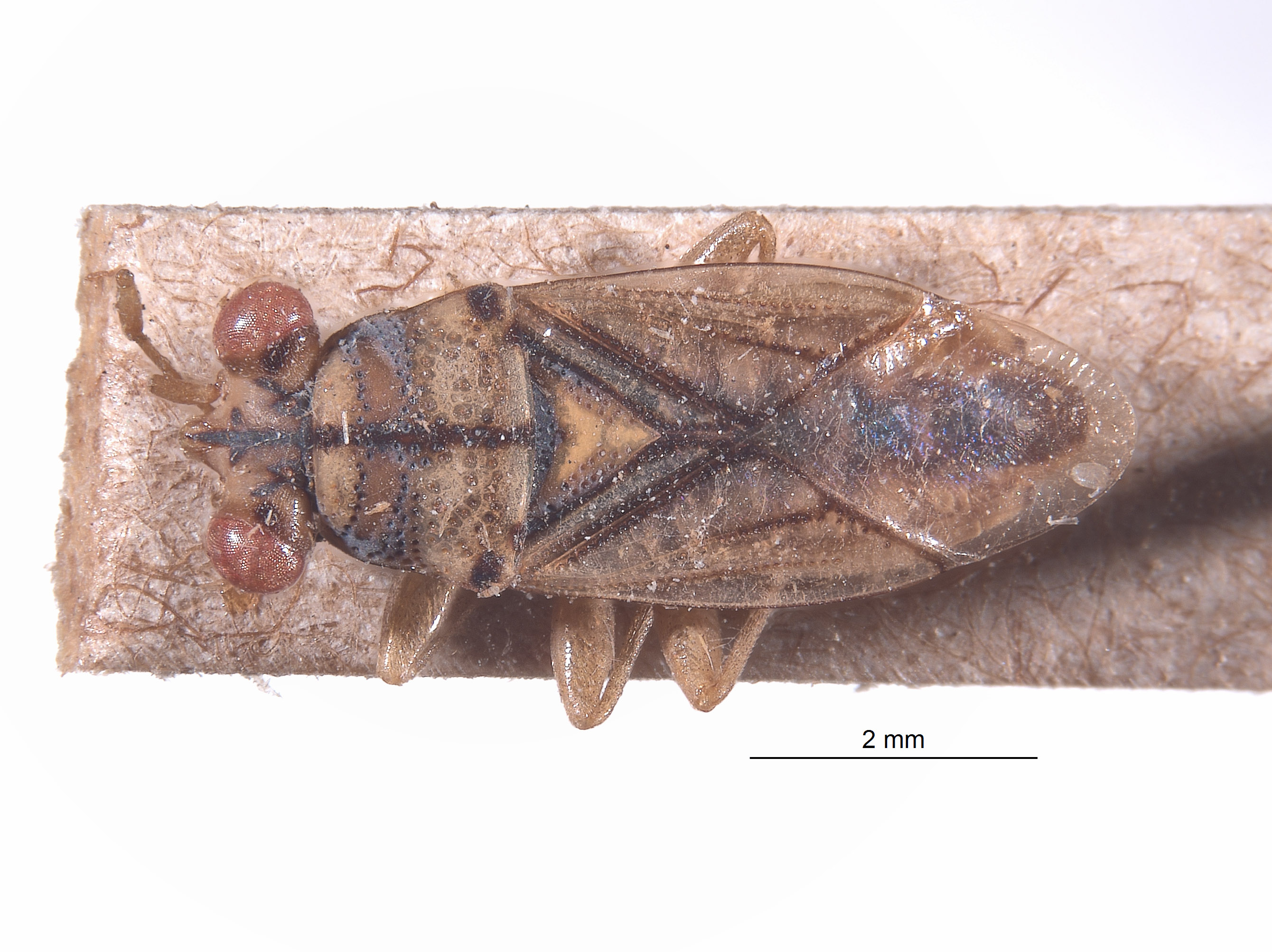 Ophthalmocoris bipunctatus image